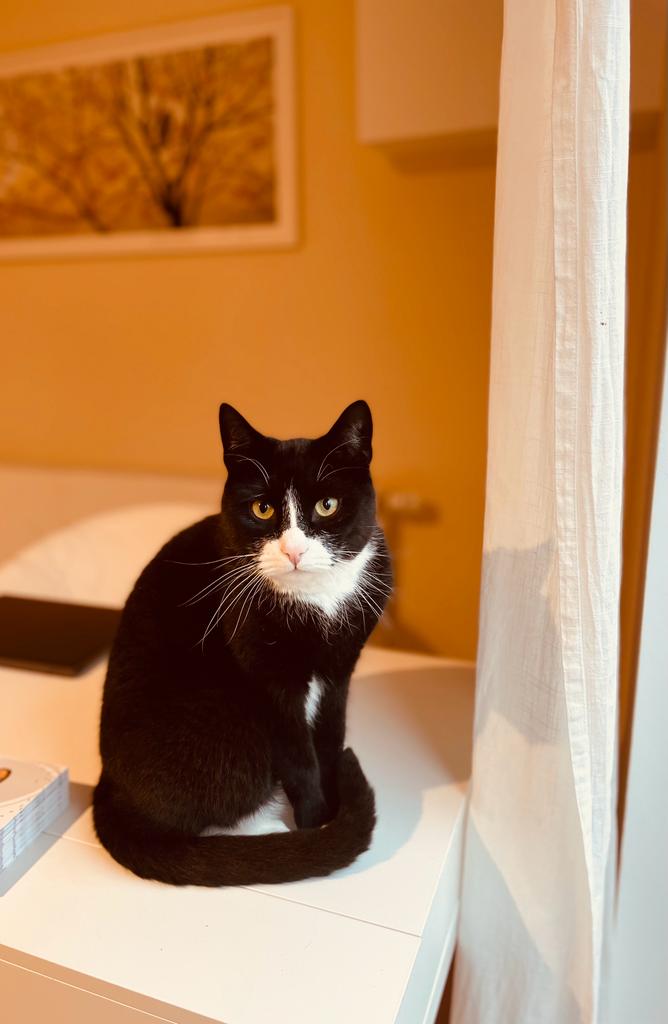 Katze in einem Zimmer von Stephanie Feist